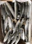 IFS 80-90 BQF Frozen Muroaji Fish For Bait