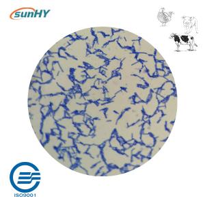Wholesale 10 Billion Cfu/G Bacillus Coagulans Probiotics For Animal High Concentrate from china suppliers