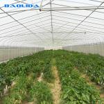 Single Span Tunnel Growing Agricultural Sun Master Plastic Film Greenhouse