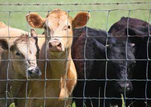 Wholesale 90cm Height Hot Dip Galvanized Farm Wire Fencing For Cattle from china suppliers