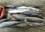 3ppm Histamine Seafrozen 500g 700g Fresh Bonito Tuna