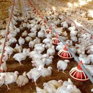 Wholesale 400kg/H Poultry Farming Equipment For Broilers Products from china suppliers