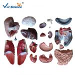 Professional Human Torso Model 85cm Sexless Torso 20 Parts For Simulation