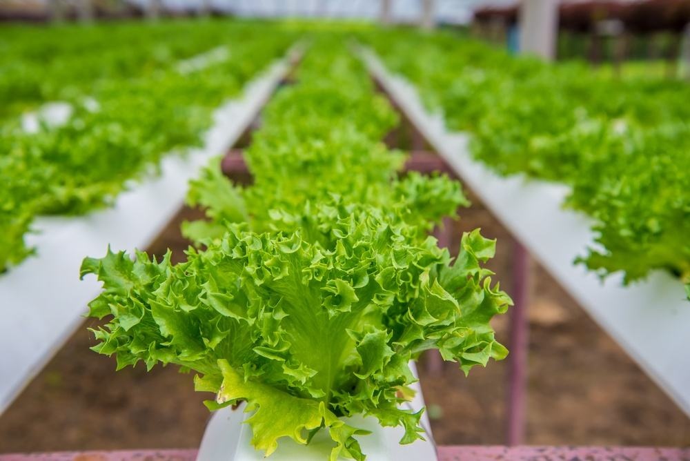 Agricultural Greenhouse Ltd. Presents Large Vertical Hydroponic System for Lettuce