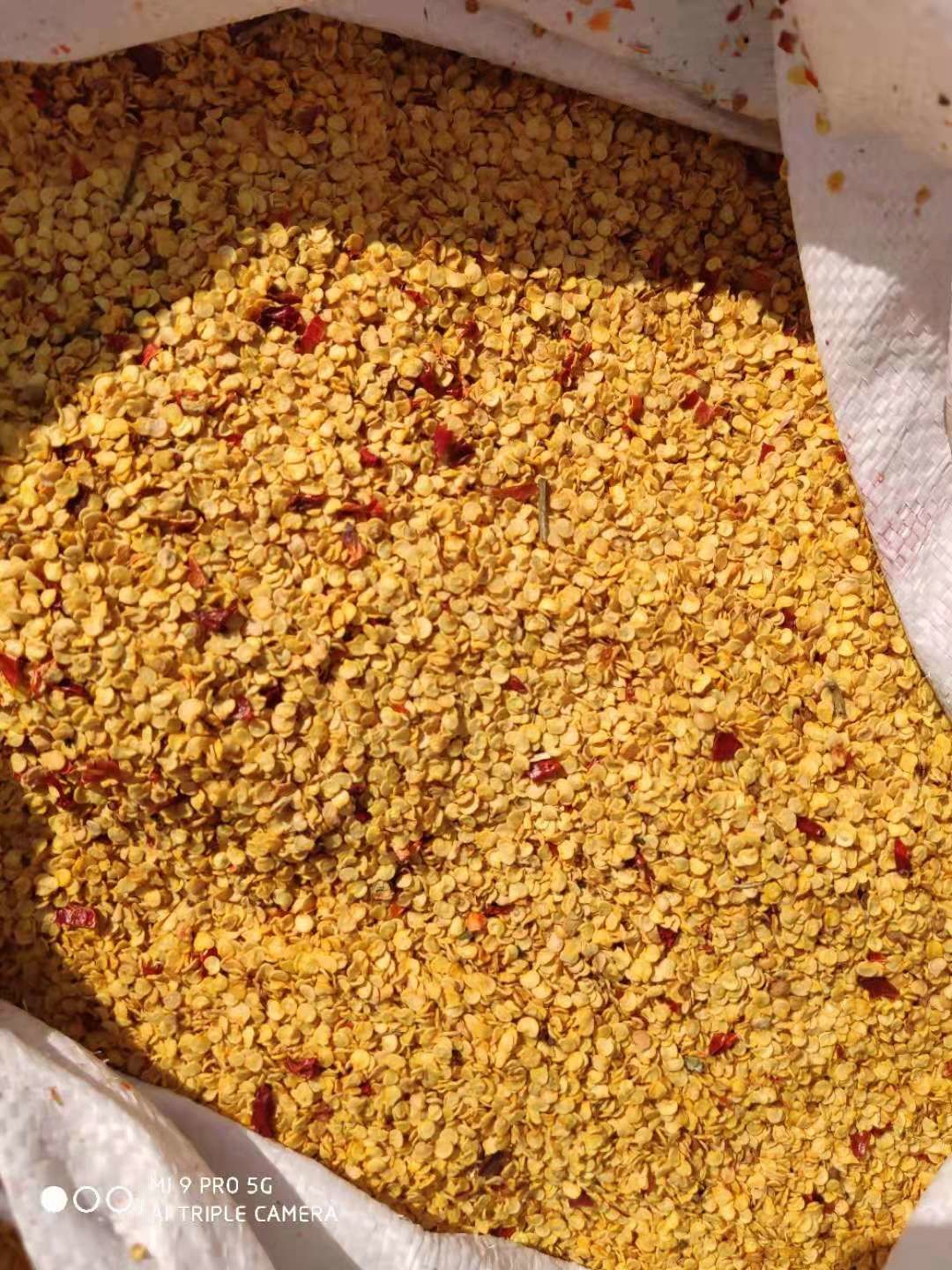 SHU5000-15000 Dried Tianjin Or Yidu Hybrid Chilli Seeds For Spice Powder