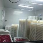 Vegetable Gelatin Softgel Capsule Manufacturing Machine S610V Automatic Control