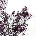 Eternal Beautiful Dried Flowers Baby Breath For Celebration Activities