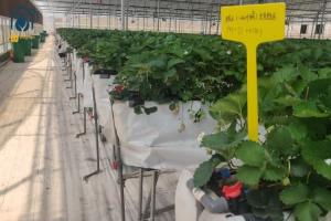 Wholesale Indoor Strawberry Growing Troughs Greenhouse PVC Hydroponic Gully Vertical Farming System from china suppliers