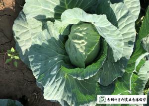 Wholesale Fiber Shin Flat Head Cabbage No Yellow Flower , Flathead Cabbage HACCP &amp; GAP from china suppliers
