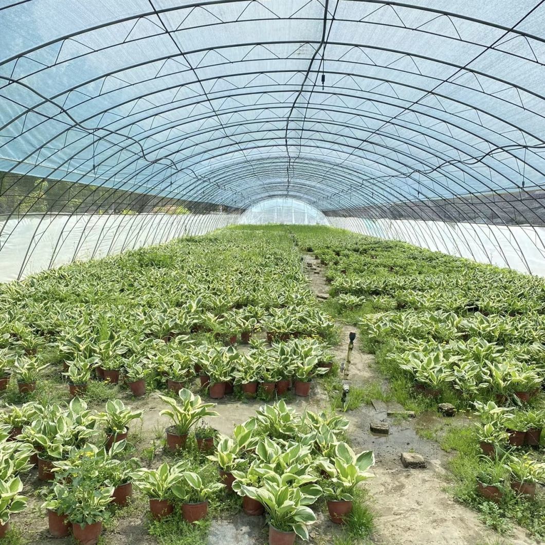 Agriculture Tunnel Greenhouse Solution