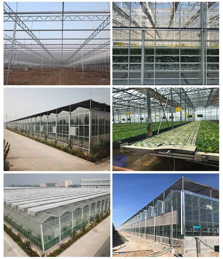 Litai's Greenhouse and Irrigation System The Perfect Solution for Modern Farming