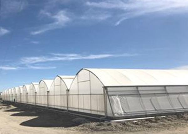 Smart Control Plastic Film Greenhouse , Flower / Vegetable Agricultural