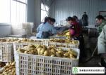 Mature Organic Fresh Ginger , Wholesale Premium Grade Air Dried Ginger