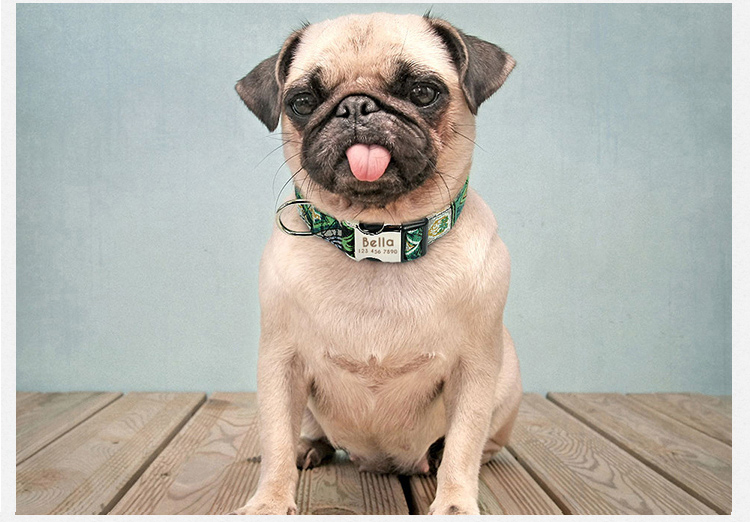 No Minimum Order Personalized Pet Collars Beautiful Pattern Sport Dog Collar