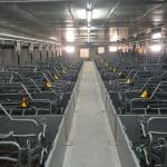100 Sow 2.4*0.6m pen Piggery Farm Equipment