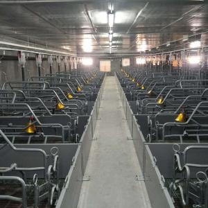 Wholesale 100 Sow 2.4*0.6m pen Piggery Farm Equipment from china suppliers