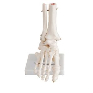 Wholesale Life Size Medical Anatomy Human Foot Skeleton Model For Medical Study from china suppliers