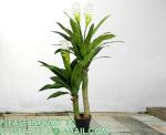 Dracaena Silk Plant Artificial 5ft Faux House Plants Evergreen Dracaena
