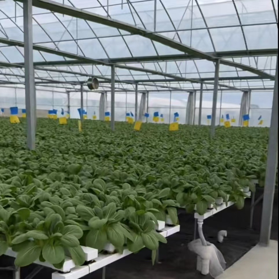 Large Scale Farming Hydroponics Multi-Span Greenhouse