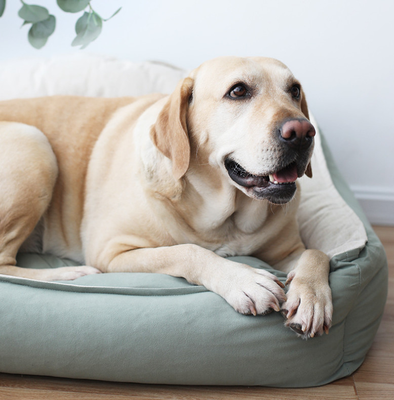 large dog cushion