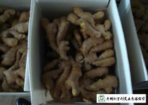 Wholesale Spicy Organic Fresh Ginger 10 Kg / Box Own Plantation Japan Standard from china suppliers