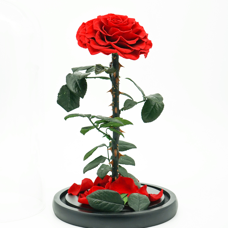 Fashion Dried Long Stem Rose Flower In Glass With Beautiful Appearance