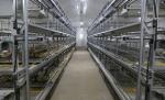 ISO Broiler Chicken Cage System Custom Poultry Broiler Cage For Poultry