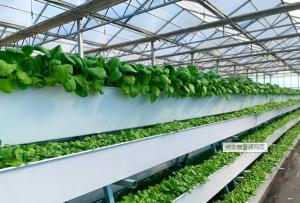 Wholesale Tomato Plant Hydroponic Good Weather Resistance Agricultural Greenhouse from china suppliers