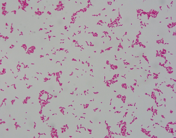 5x1000ml Clinic Gram Stain Reagents For Auto Stainer IVDR Class A Certified