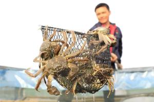 Wholesale 18 Months Life Stage Fish Flavor Poultry Feed Additives 25kg Paking from china suppliers