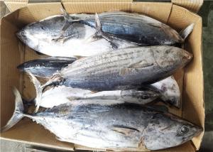 Wholesale Whole Round Frozen Skipjack Tuna from china suppliers