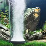 2 Inch Small Hygger Aquarium Air Stone