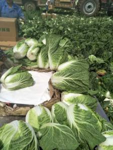Wholesale Agricultural Clean Fresh Chinese Cabbage Very Low In Calories 1kg / Per from china suppliers