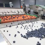 Electric Drive Blueberry Sorting Grading Machine 380V 6 Channels