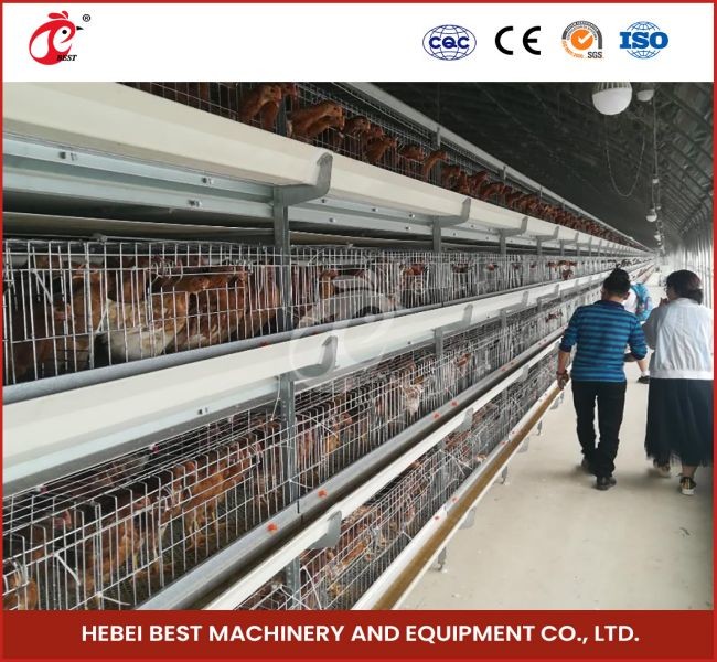 High Density Poultry Farming Broiler Chicken Cage 112 Birds For Day Old Farm House Ada