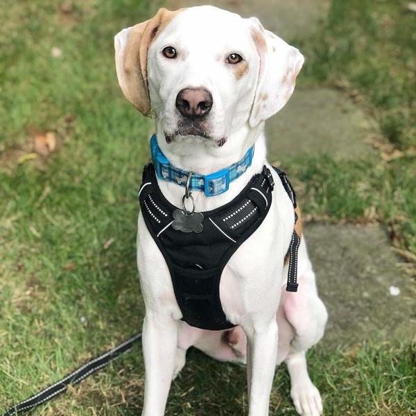 Adjustable Outdoor Large Dog Harness Vest 3M Reflective Oxford Material Unique