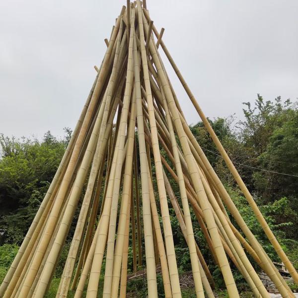 Natural Garden Bamboo Sticks For Indoor Outdoor Tomatoes Potted Plants Support