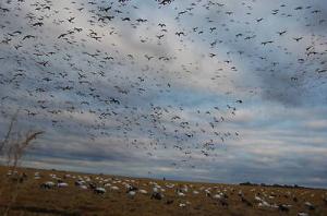 Wholesale Dakota X-Treme Full Body Snow Goose Full Body White Geese decoys 6PK from china suppliers