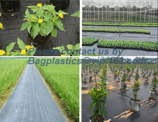 Water management weeb control pavement preservation courtyard beautify anti