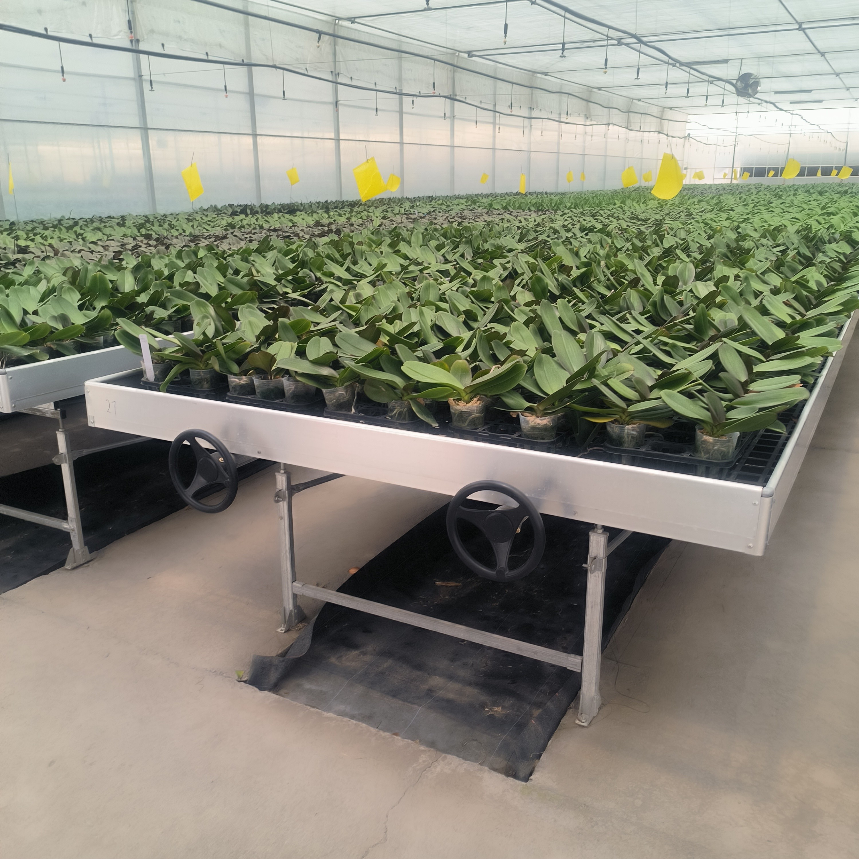Agricultural Hydroponic Movable Grow Table Greenhouse Rolling Benches For Flower