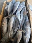 Canned New Landing Delicious 100g 300g A＋ Grade Frozen Bonito Fish