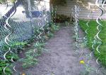 5mm Diameter Tomato Growing Wire 1.6m Height Galvanized Spiral