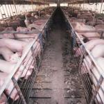 Prefab Steel Pig Farm Houses Sheds Buildings For Efficient Modernized Farming