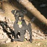 Weather Resistant Garden Metal Ornaments Decoration Yard Dog Shape