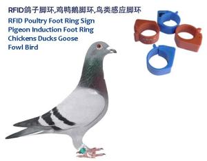 Wholesale RFID Poultry Foot Ring Sign, RFID Pigeon Foot Ring, Chickens Ducks Goose Induction Foot Ring, Induction Fowl Foot Ring from china suppliers