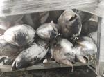 100% Natural IQF 20kg Up Seafrozen Yellowfin Tuna WR
