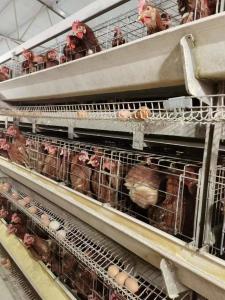 Wholesale Domestic Bird For Hens Chicken Cage Laying Eggs Domestic Bird For Hens from china suppliers