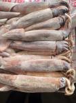 Whole Round BQF All Size Good Color Argentina Frozen Illex Squid