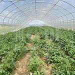 Affordable 6x15m PE Film Tunnel Greenhouse for Farming Applications