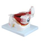 Hospital Medical Human Eye 3d Model Anatomy With 10 Parts Orbit